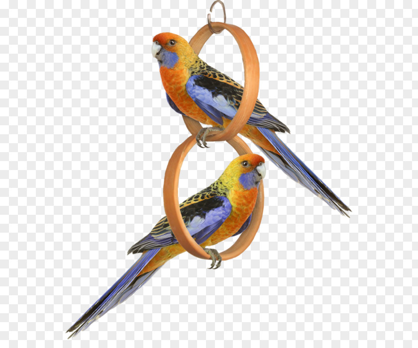 One Pair Of Parrots Bird Parrot Clip Art PNG