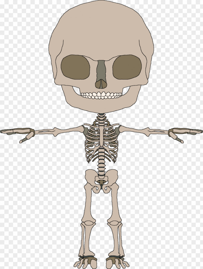 Skeleton Bone Human The And Muscles PNG