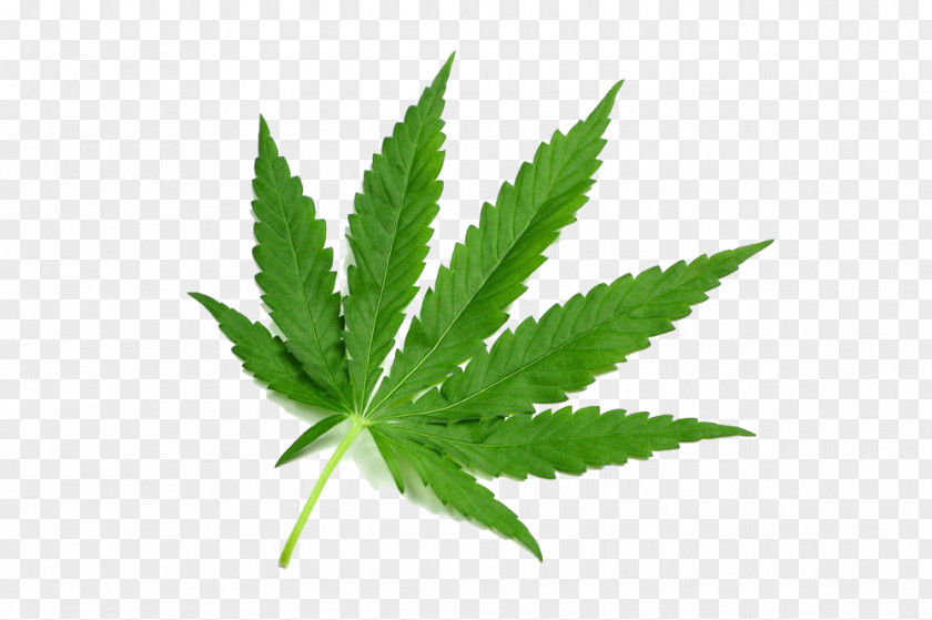 Cannabis Leaf Picture Mitragyna Speciosa Drug Tetrahydrocannabinol Dose PNG