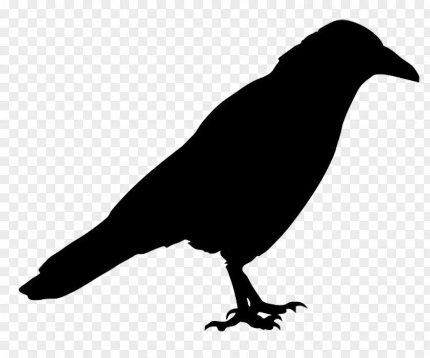 Crow Bird Common Raven Silhouette Western Jackdaw PNG