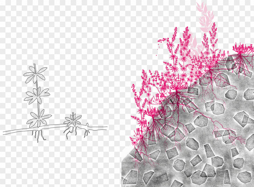 Design Floral Desktop Wallpaper Petal Pattern PNG