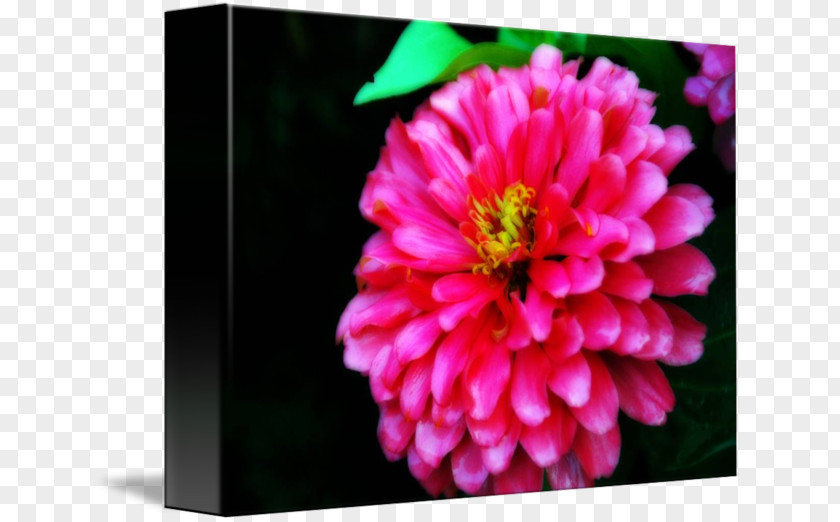 Chrysanthemum Dahlia Peony Annual Plant PNG