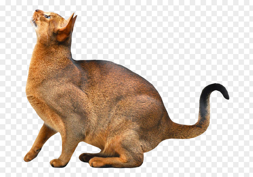 Cute Fat Cat Abyssinian Somali Kitten Pet PNG