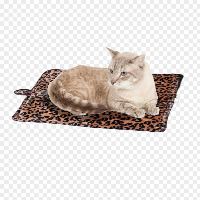 Leopard Felidae Cat Cheetah Pet PNG