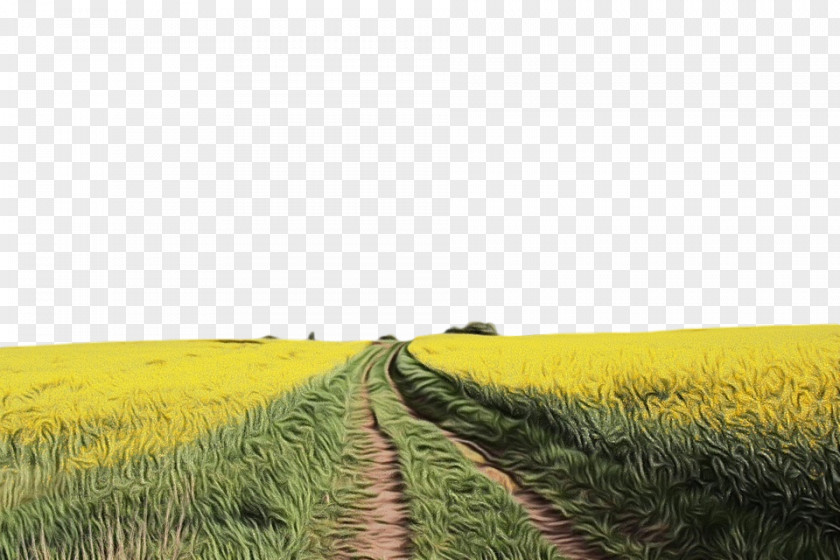 Plant Grass Family Field Natural Landscape Grassland Yellow Environment PNG