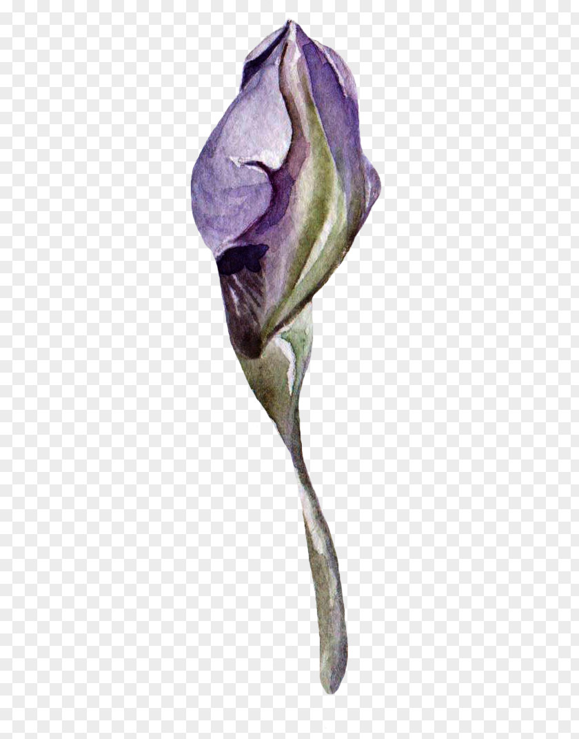 Purple Bud Watercolor Painting Illustration PNG