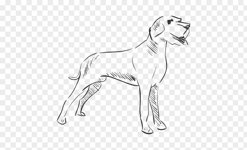 Dog Breed Drawing Line Art PNG