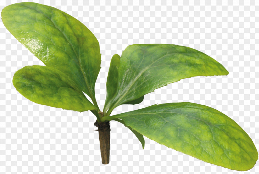 Leafs Leaf Plant Stem Herb Tree PNG