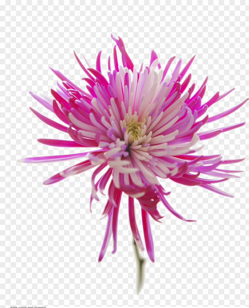 Purple Chrysanthemums Chrysanthemum Download PNG