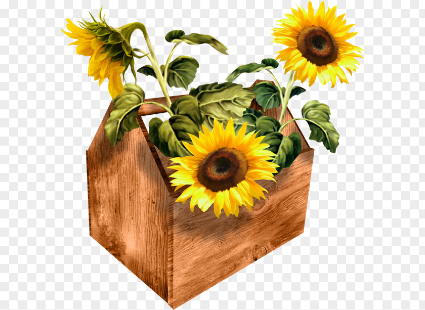 Sfi Common Sunflower PhotoScape PNG