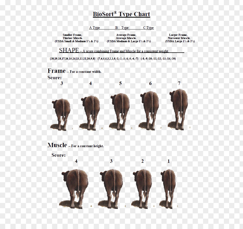 Hereford Cattle Font PNG