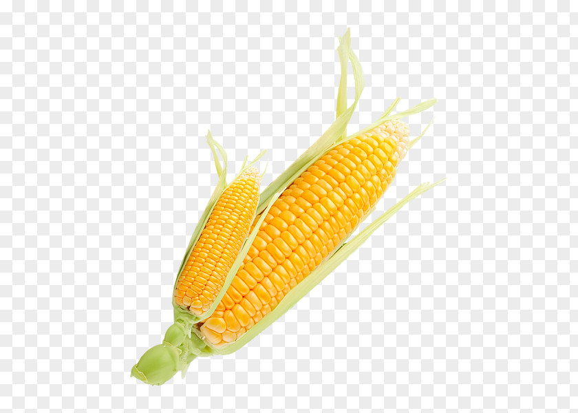 Corn On The Cob Sweet Kernels PNG