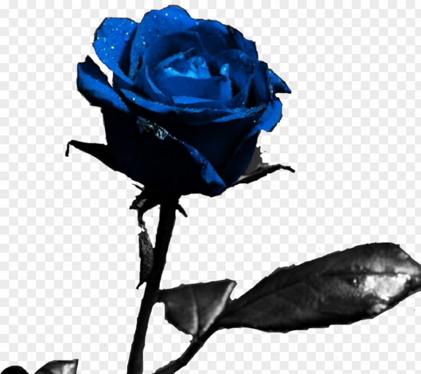Rose Desktop Wallpaper Flower Display Resolution PNG