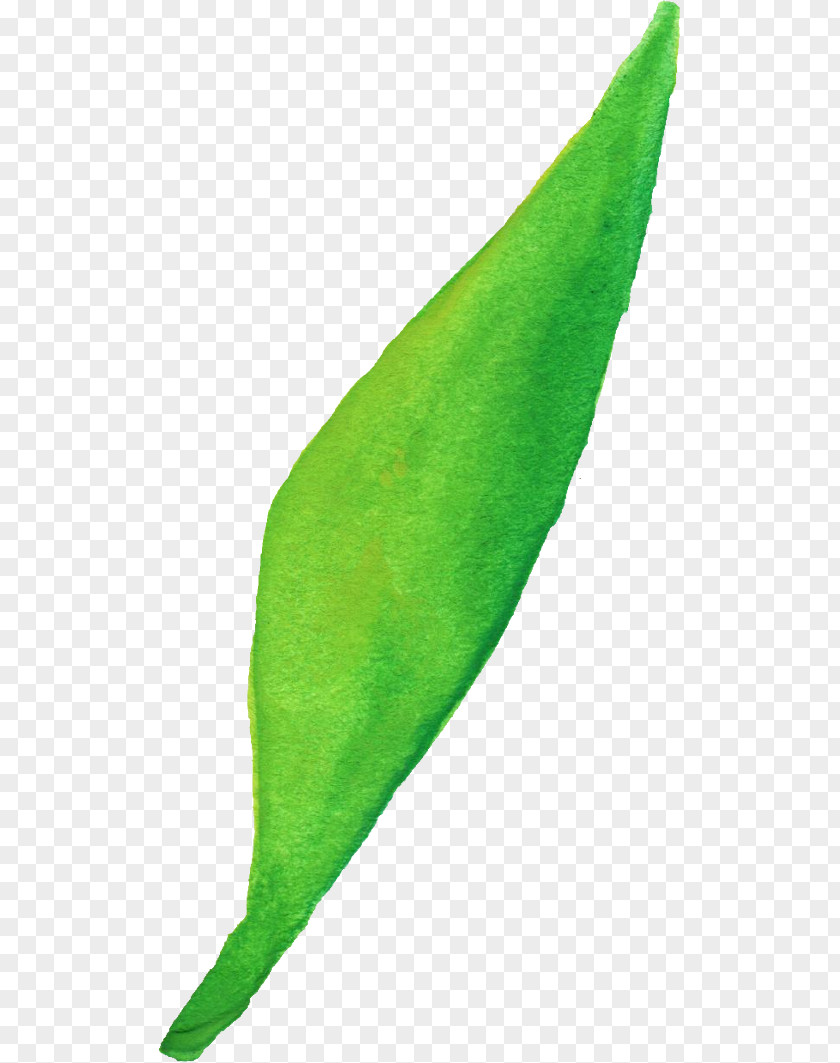 Watercolor Leaves Leaf Clip Art PNG