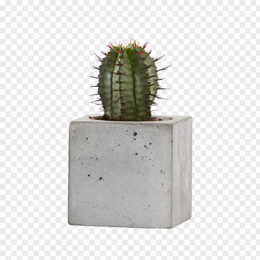 Aechmea Gamosepala Citroën Cactus M Flowerpot PNG