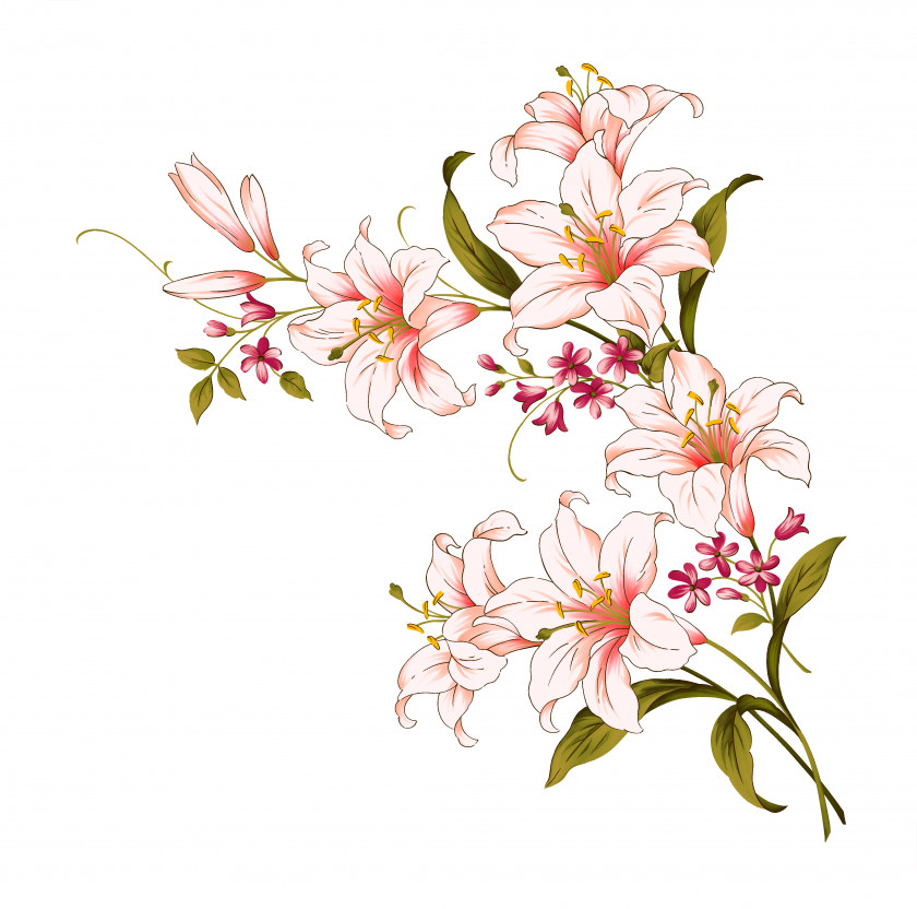 Elegant Lily Lilium Candidum Flower Arum-lily PNG