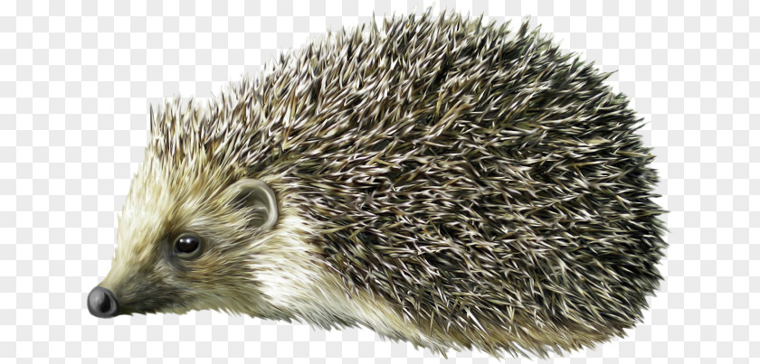 Hedgehog Domesticated Clip Art PNG