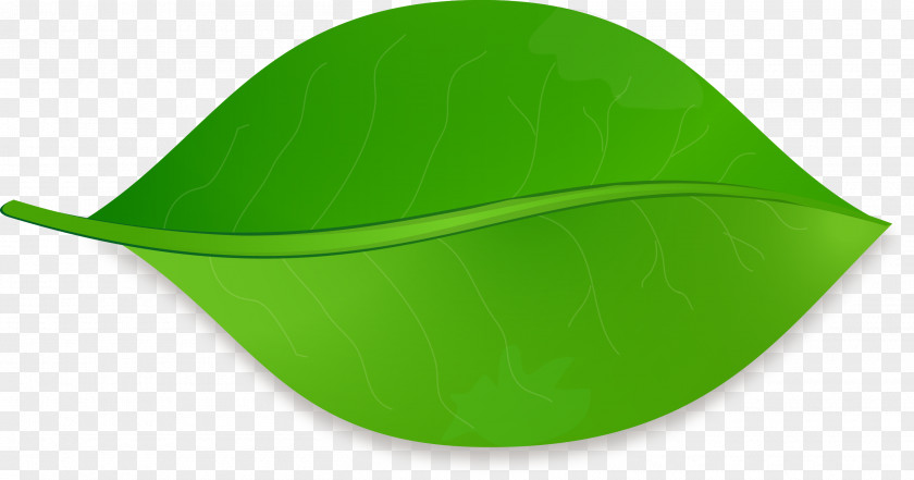 Leaf Shape Drawing Clip Art PNG
