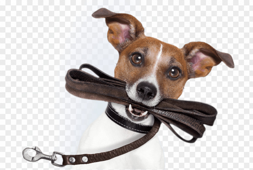 Puppy Italian Greyhound Dog Breed Leash Poodle Dachshund PNG