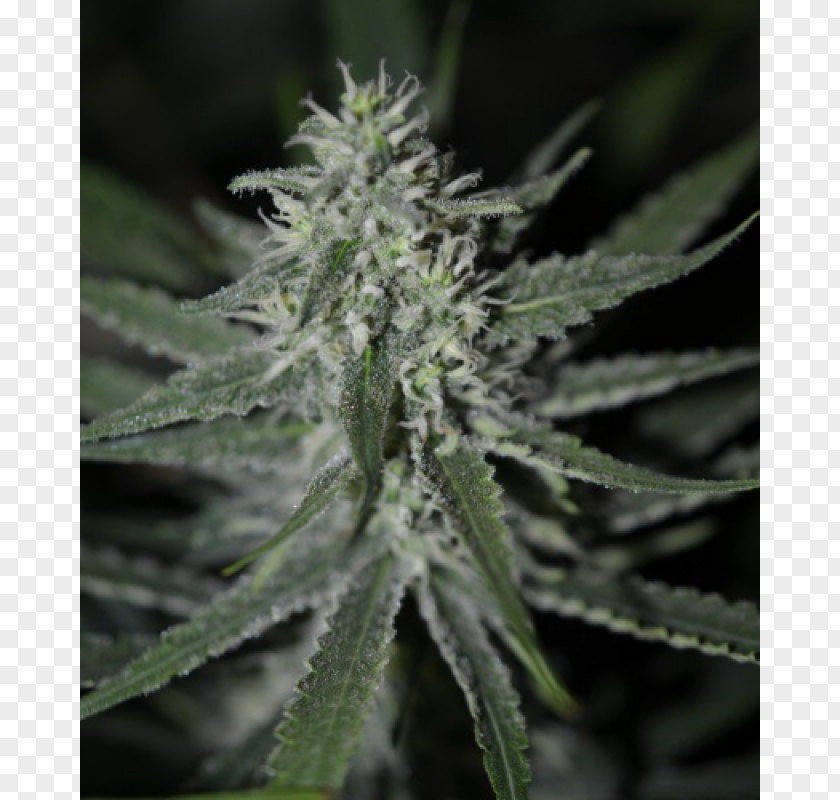 Cannabis Autoflowering Kush Cup Seed PNG