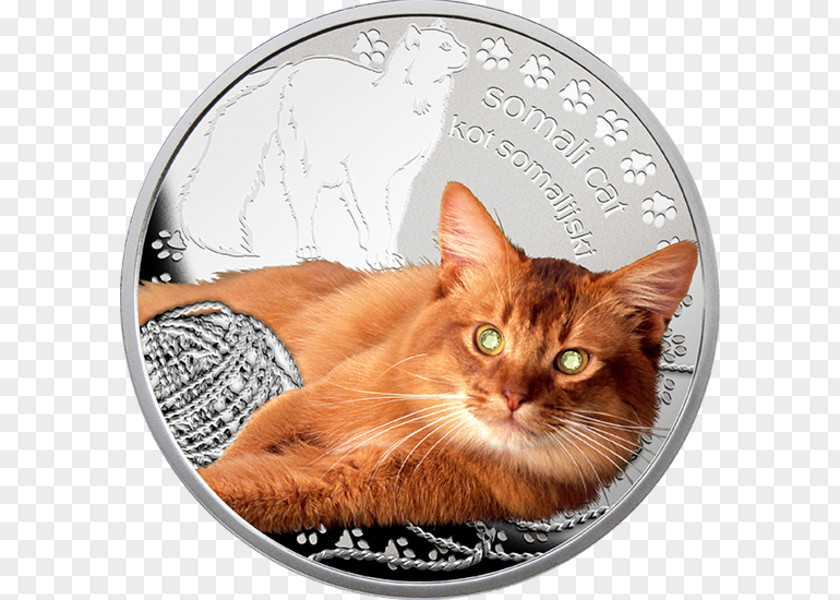 Coin Maine Coon European Shorthair Whiskers Somali Cat Tabby PNG