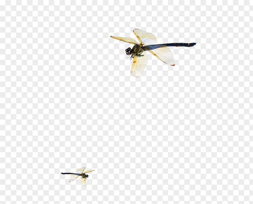 Dragonfly Bird Goose Cygnini Duck Wing PNG