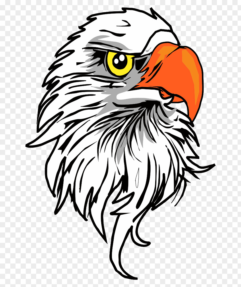 Eagle Bald Clip Art PNG