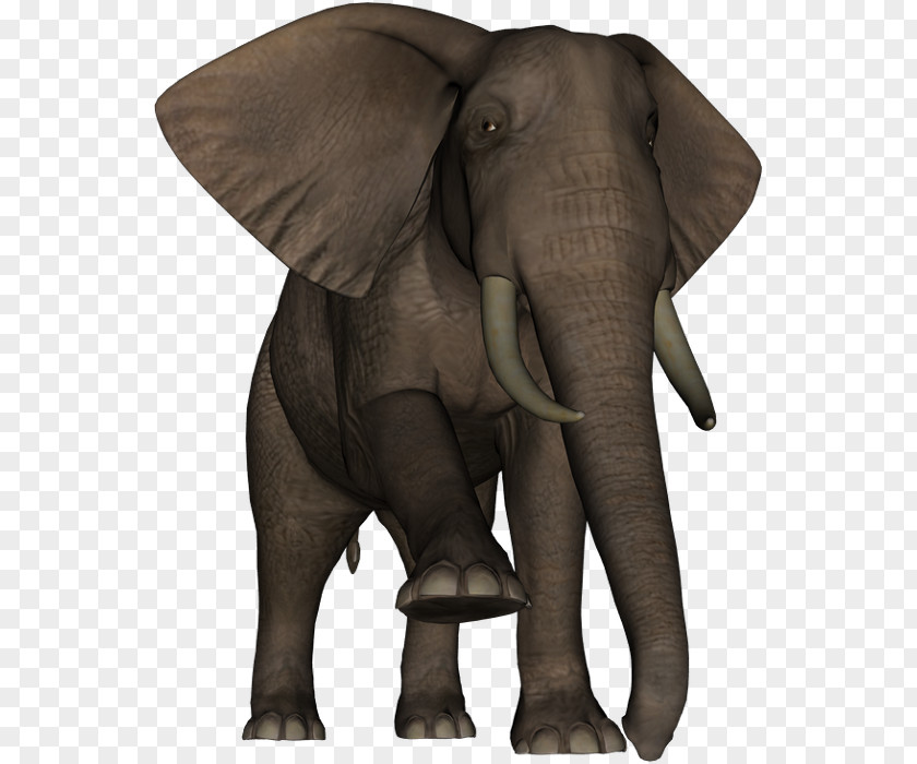 Indian Elephant African Terrestrial Animal Wildlife PNG