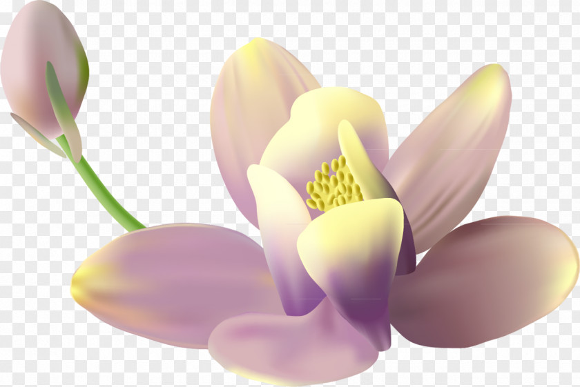 Lilac Download Clip Art PNG