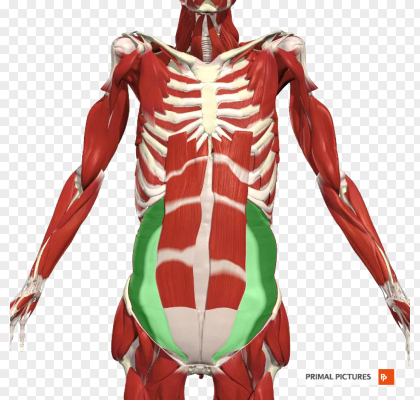 Rectus Abdominis Muscle Shoulder Axilla Anatomy Nerve Intercostal PNG
