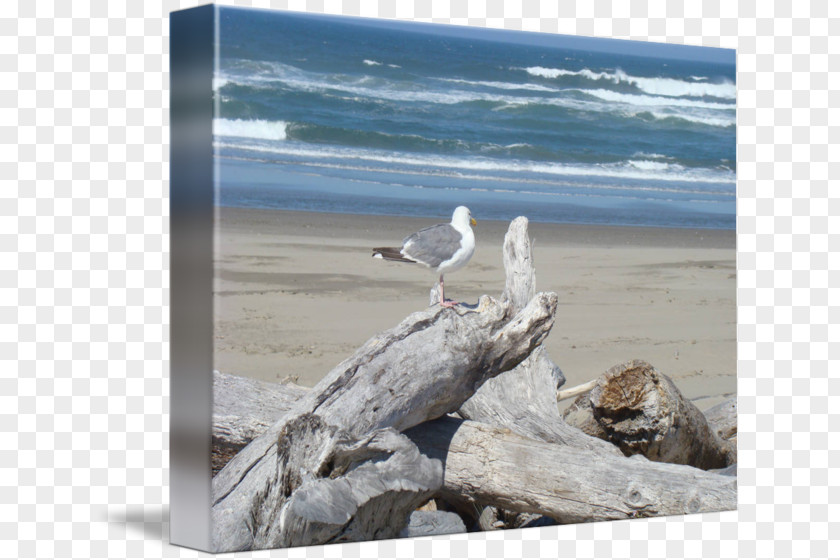 Sea Shore Driftwood Gulls Art PNG