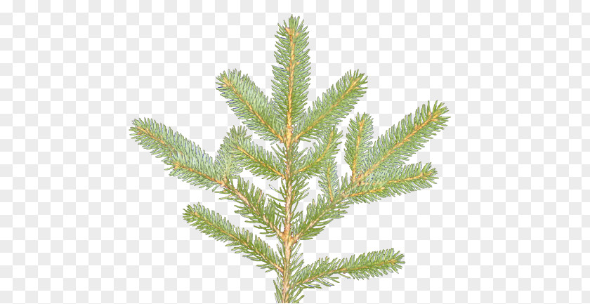 Spruce Pine Larch Fir Evergreen PNG