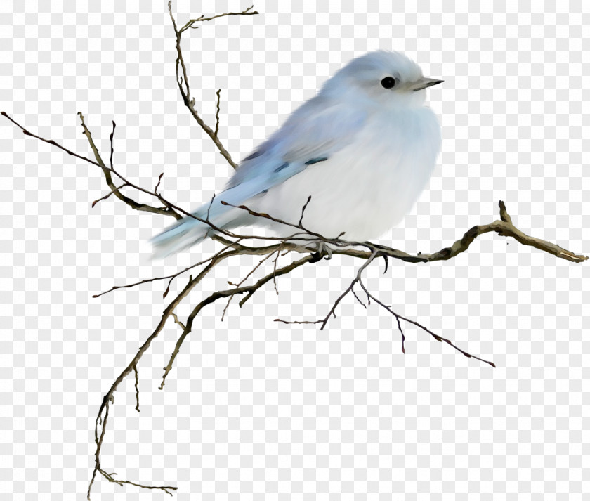 Blue Gray Gnatcatcher Twig Bird Mountain Bluebird Beak Branch PNG