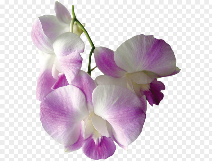 Flower Orchids Clip Art PNG