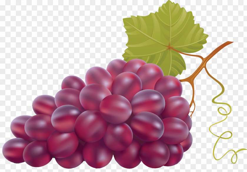 Grapes Wine Grape Leaves Clip Art PNG