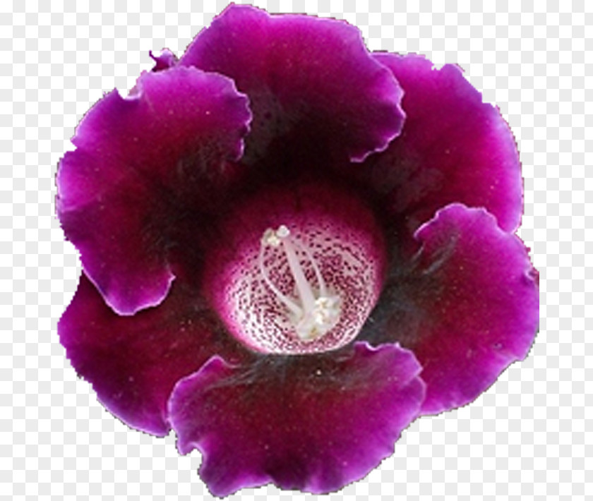 Petal Family Sinningia Malvales Violet PNG