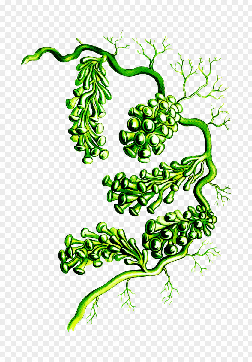 Plant Leaf Vascular Vegetable Line Art PNG