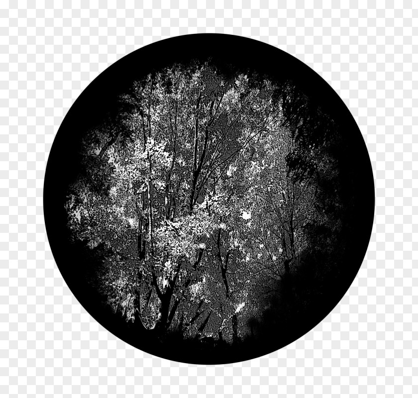 Still Life Photography Dishware Branch Black Black-and-white Plate Tree PNG