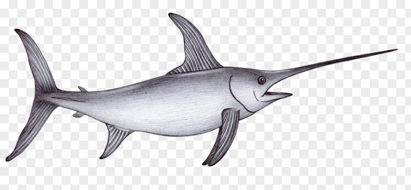 Swordfish Drawing Sea Shark Sketch PNG