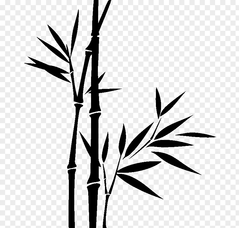 Bamboo Drawing PNG