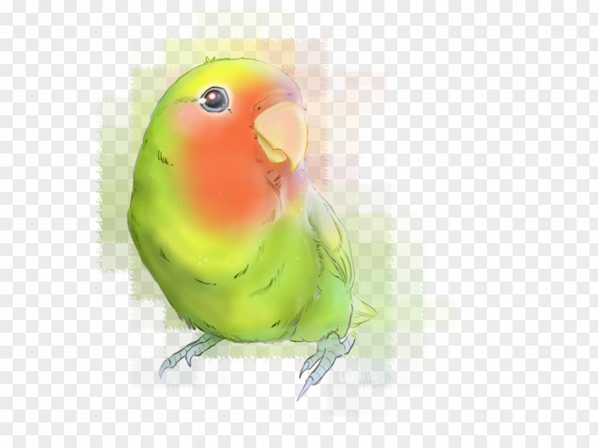 Feather Lovebird Parakeet Beak Fauna PNG