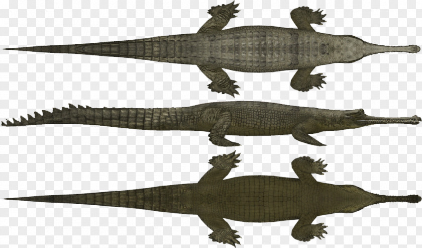 Mothers Crocodile Gharial Zoo Tycoon 2 Gecko Gavialidae PNG