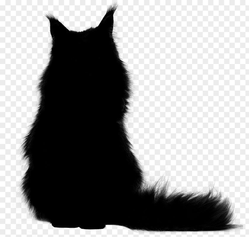 Whiskers Cat Dog Mammal Fur PNG