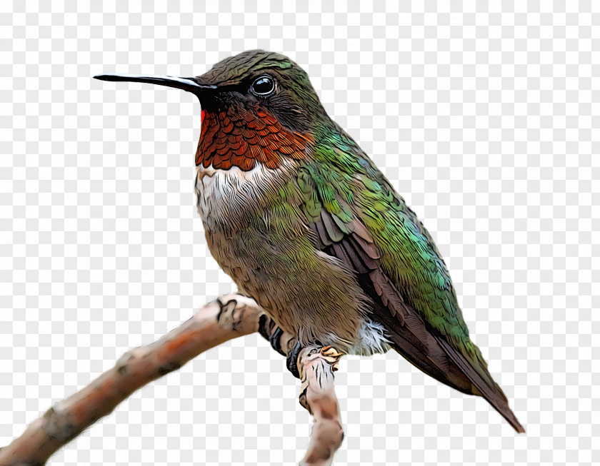 Bird PNG