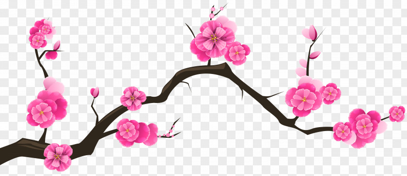 Sprin Cherry Blossom Branch Tree Almond PNG