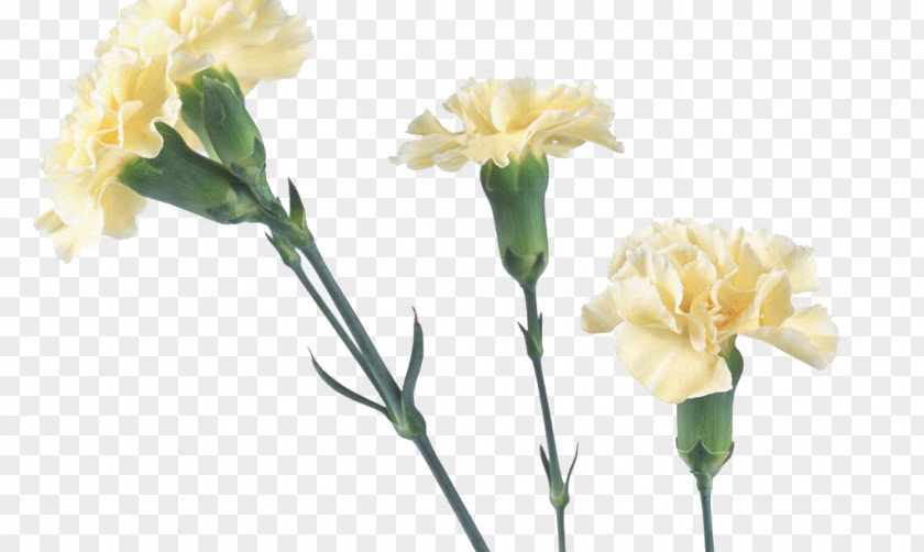 Trumpet Flowers Carnation Yellow Flower Bouquet Red PNG