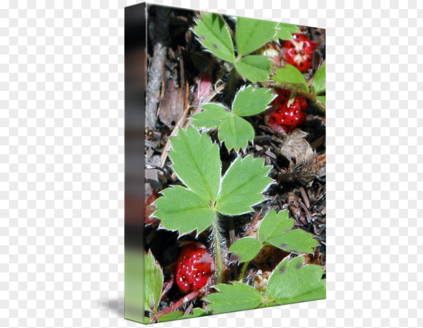 Wild Strawberry Herb Leaf PNG
