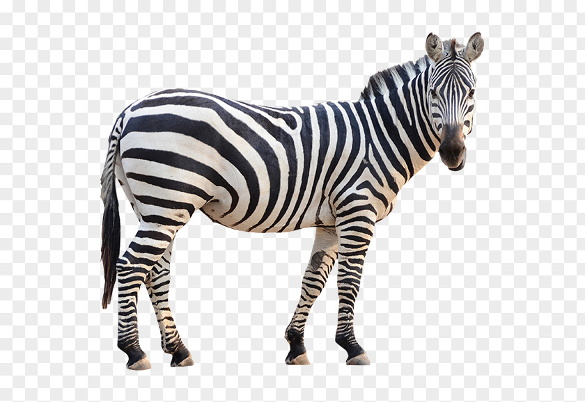 Zebra Stock Photography Vector Graphics Image Royalty-free PNG