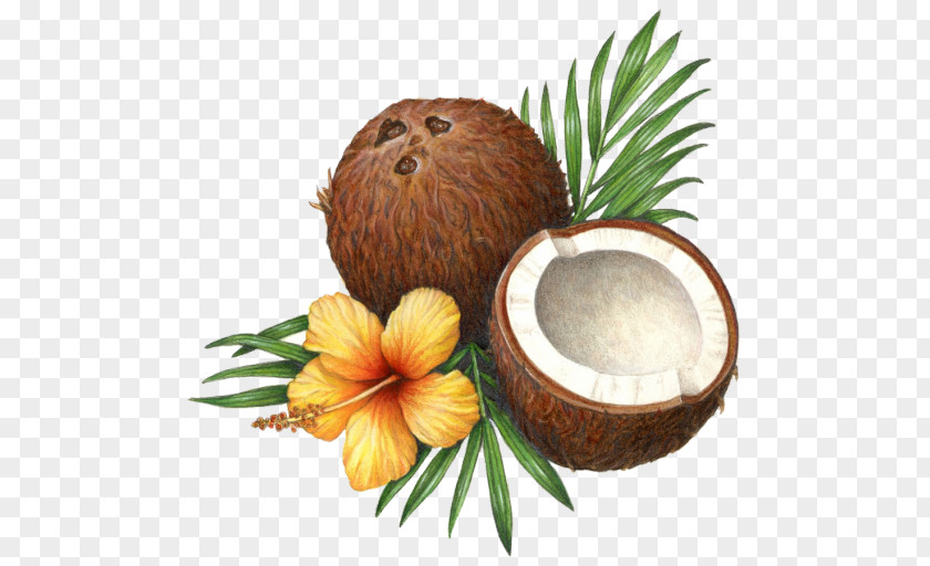 Coconut Water Milk Oil Health PNG