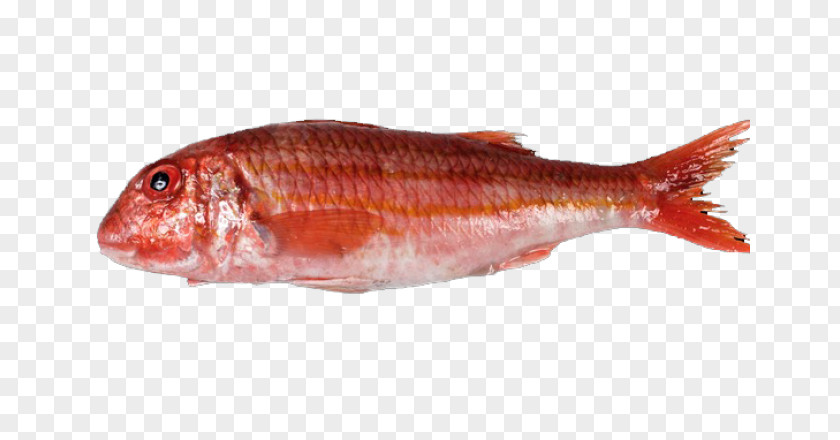 Santiago De Compostela Northern Red Snapper Mullus Surmuletus Barbatus Oily Fish PNG